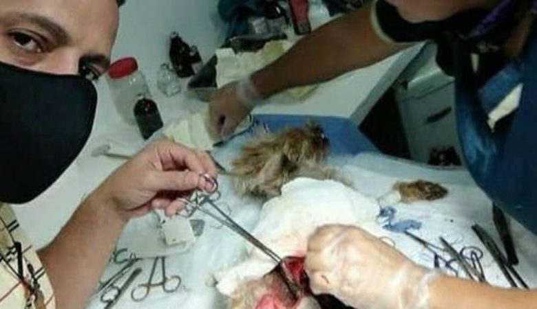 En una clínica veterinaria de Playa Grande denuncian mala praxis médica
